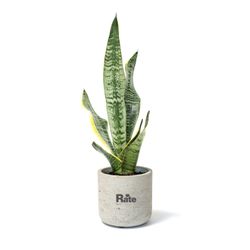 Image of Large Wilson - Snake Plant