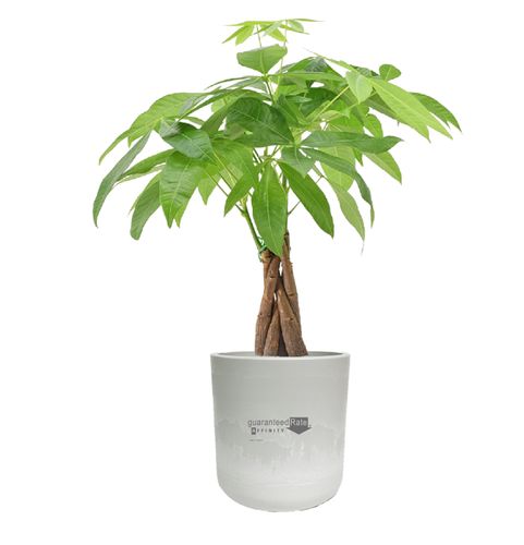 Money Tree in Large Mason Line Pot image thumbnail