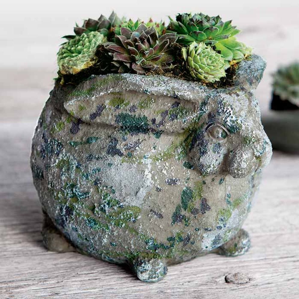 Succulent Bunny primary image