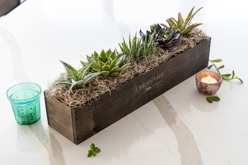 Giselle Succulent Trough - One Size image thumbnail