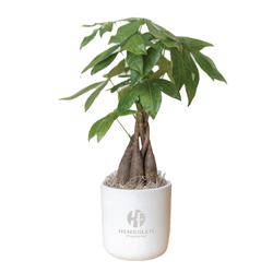 Image of Large Mason Grey Money Tree