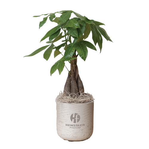 Large Wilson Grey Money Tree image thumbnail