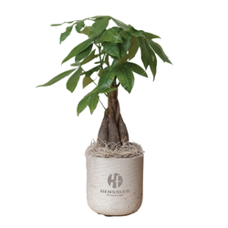 Image of Large Wilson Grey Money Tree