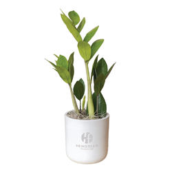Image of Large Mason Grey ZZ Plant