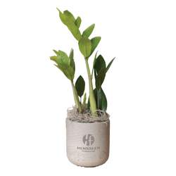 Image of Large Wilson Grey ZZ Plant