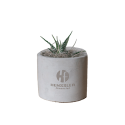 Image of Mini Parker Grey Zebra Succulent