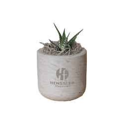 Image of Mini Wilson Grey with Zebra Succulent