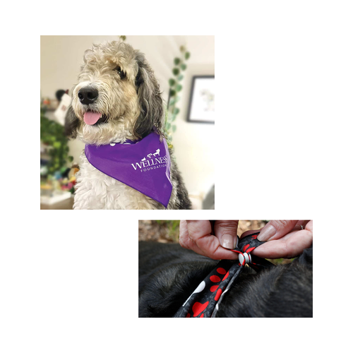 Snap & Go Pet Bandanna image thumbnail