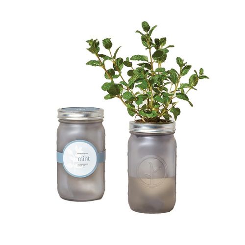 Modern Sprout Indoor Herb Garden Kit - Mint image thumbnail
