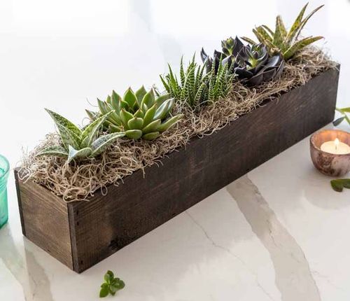 Olive & Cocoa - Giselle Succulent Trough image thumbnail