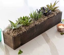 Image of Olive & Cocoa - Giselle Succulent Trough