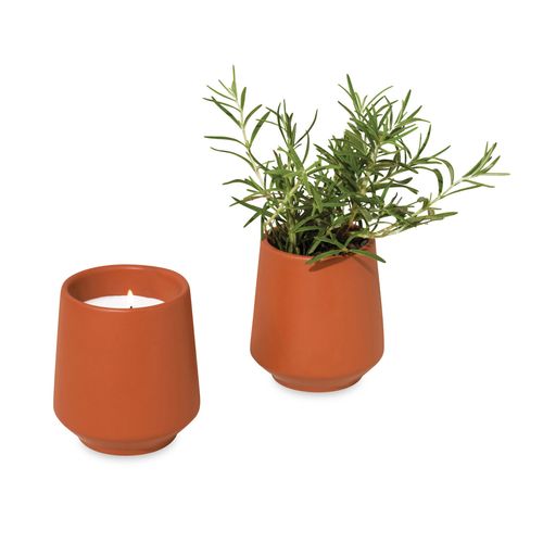 Modern Sprout Rooted Candle image thumbnail