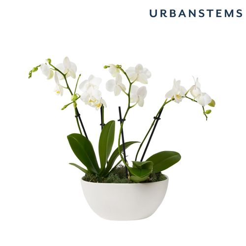 UrbanStems Neutral Orchid image thumbnail