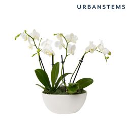 Image of UrbanStems Neutral Orchid