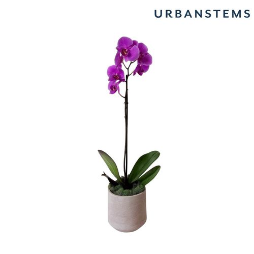 UrbanStems Earthen Orchid image thumbnail