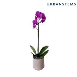 Image of UrbanStems Earthen Orchid