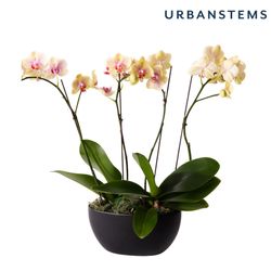 Image of UrbanStems Tumeric Orchid