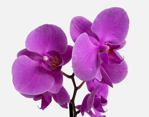 UrbanStems Earthen Orchid image thumbnail