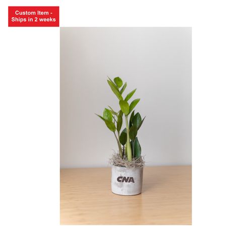 Large Parker Desk Plant image thumbnail