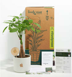 Image of Money Tree