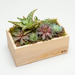 Image of Olive & Cocoa thank you succulent
