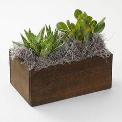 Image of Olive & Cocoa – duet succulent trough