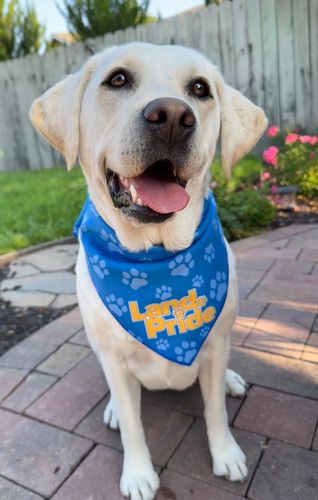 Land Pride BanDoggie Cooling Pet Bandana image thumbnail