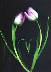 Image of Anniversary Card (Tulips) - 25/Pk