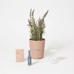 Image of Modern Sprout Seek Peace Take Care Kit - Lavender