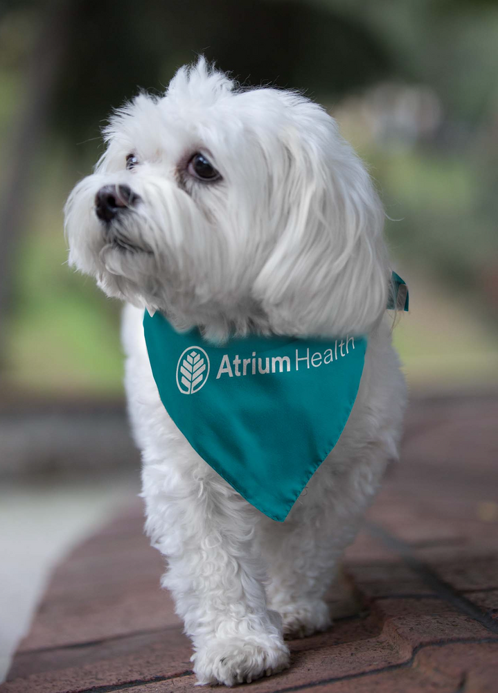 Premium Pet Bandana primary image