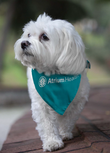 Premium Pet Bandana image thumbnail