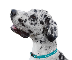 Image of Pet Collar