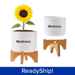 Image of Desk Sunflower Blooming Kit