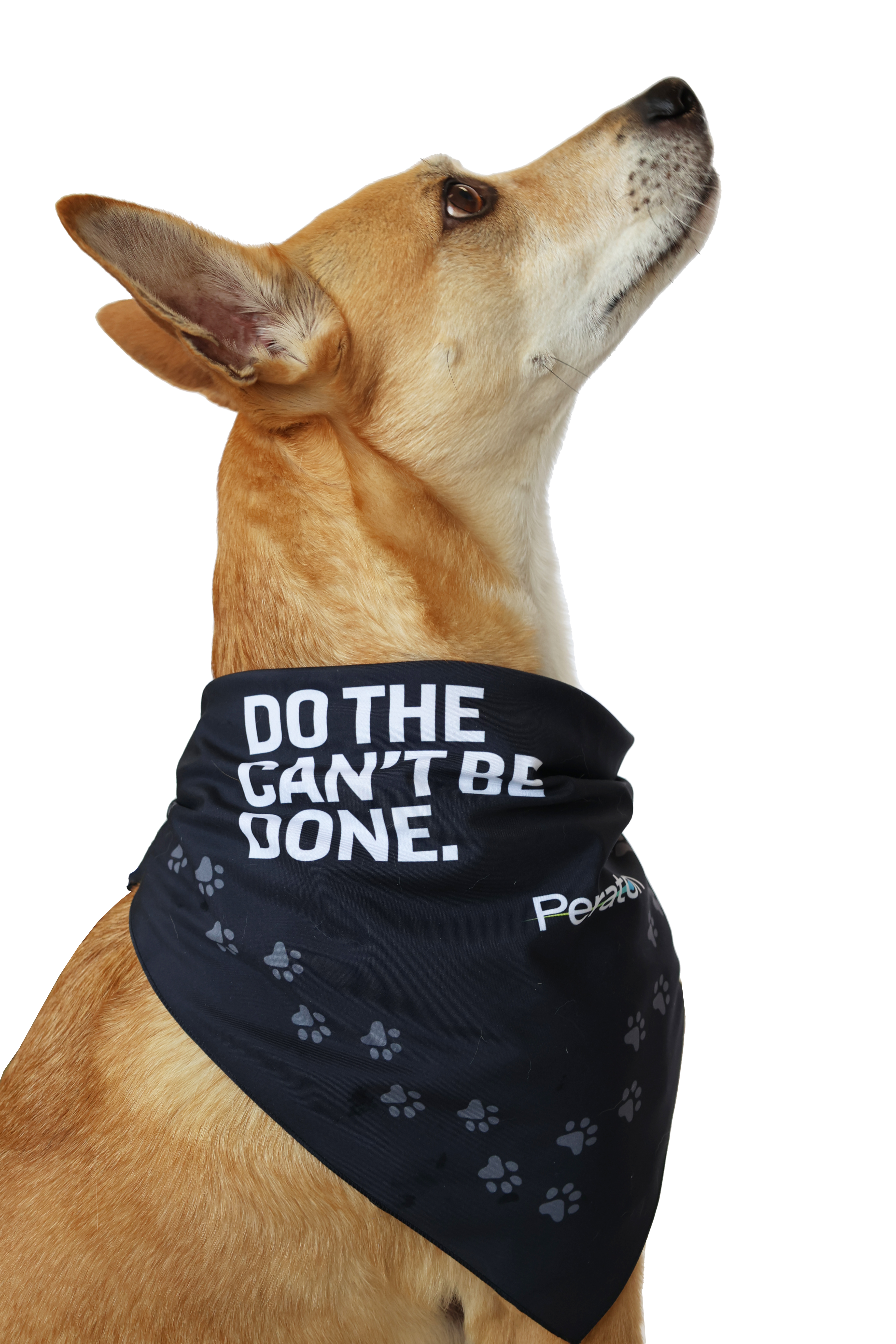 Image of Dog Bandana 