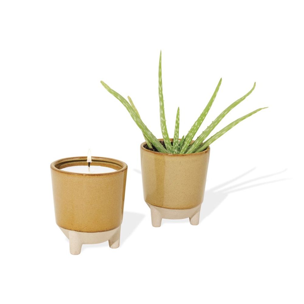 Modern Sprout Glow & Grow Live Well Gift Set primary image