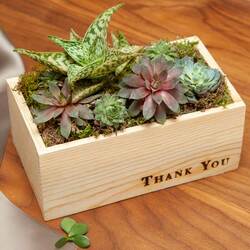 Image of Olive & Cocoa Thank You Succulent