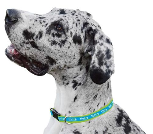 Dog Collar image thumbnail