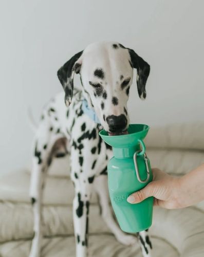 Dog Travel Water Bottle image thumbnail