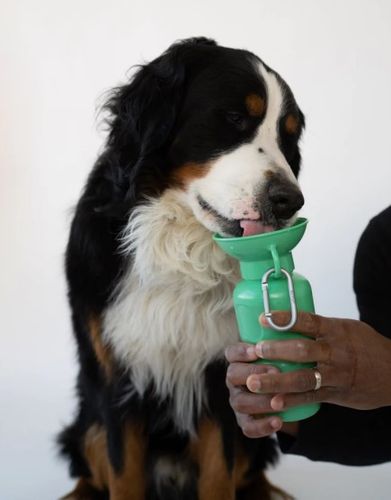 Dog Travel Water Bottle image thumbnail