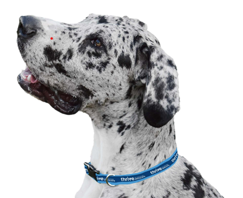 Dog Collar  image thumbnail