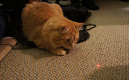 Cat Laser Toy image thumbnail