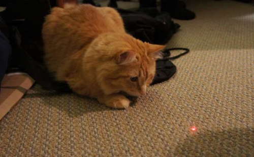 Cat Laser Toy- Thrive image thumbnail