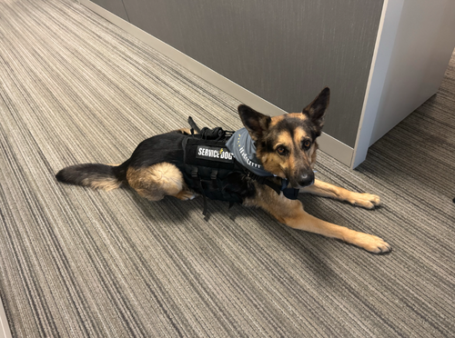 Dog Bandana image thumbnail