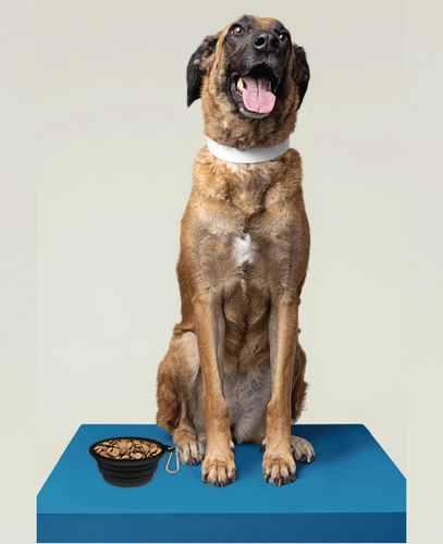Image of Collapsible Pet Bowl