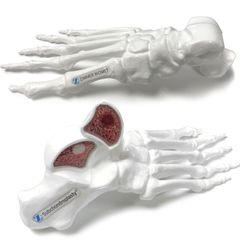 Image of ZB14002 SCP White F&A Patient Education Demo Model