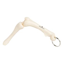 Image of ZB11517 Knee Joint Bone Keyring