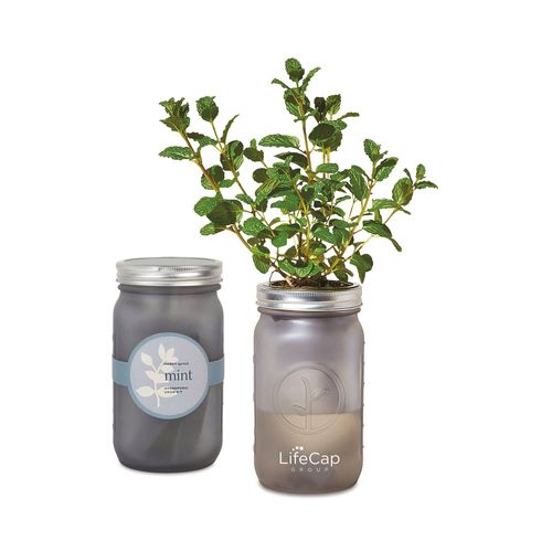 Modern Sprout® Indoor Herb Garden Kit image thumbnail