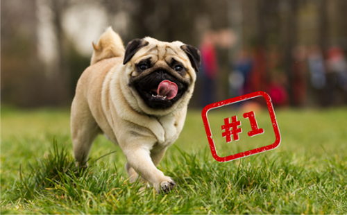 Oops, that's a Pug image thumbnail