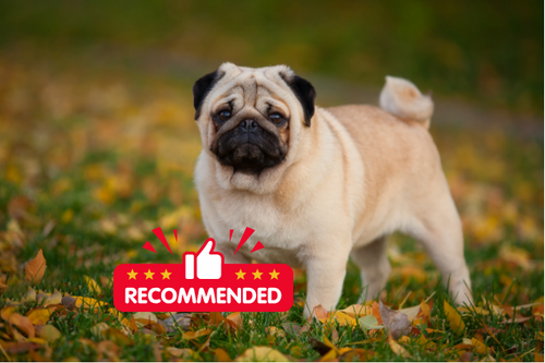 Oops, that's a Pug image thumbnail