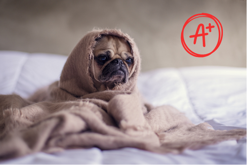 Oops, that's a Pug image thumbnail